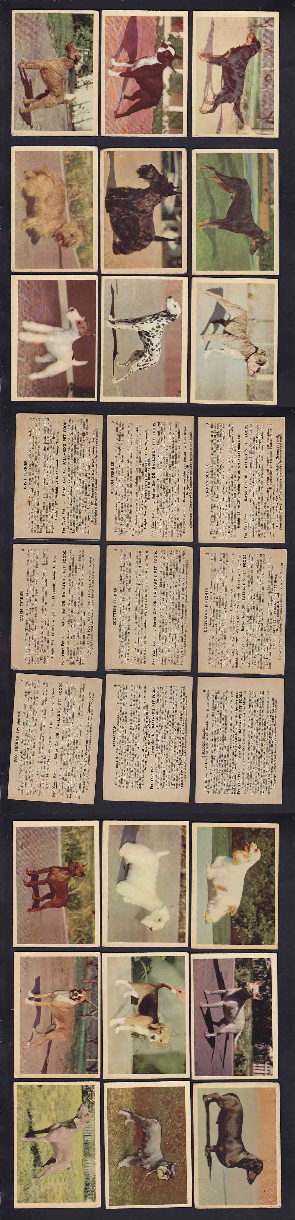 1957 PARKHURST DOGS CARDS FULL SET 42/42 photo 1957 PARKHURST DOGS CARDS FULL SET 42/42 photo